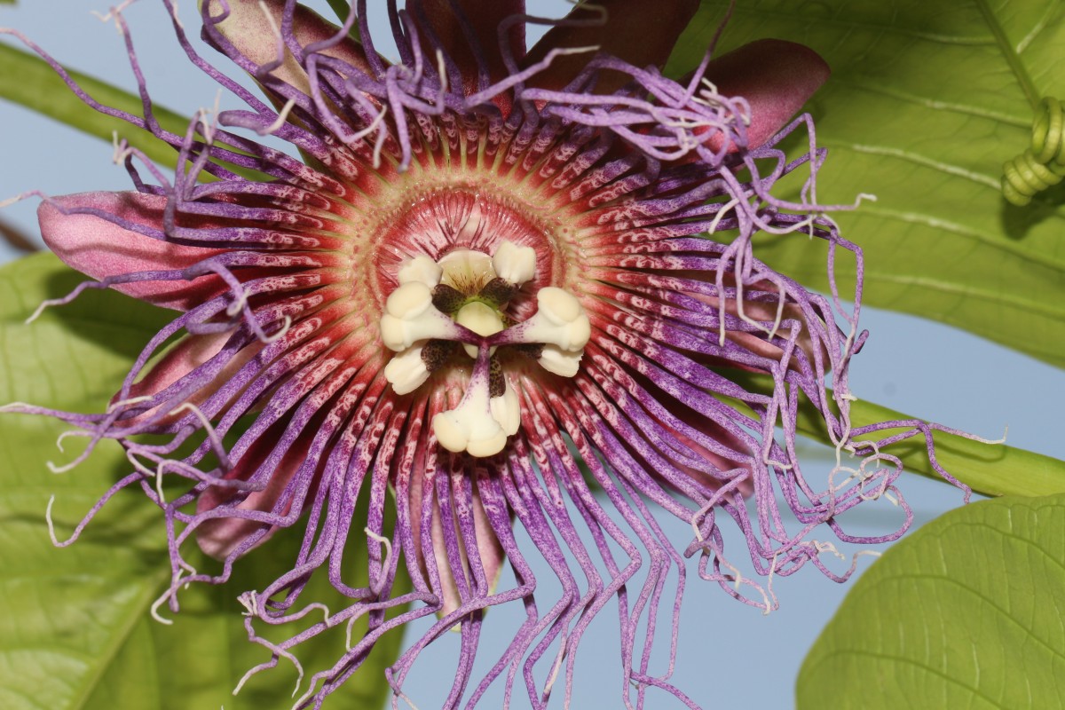 Passiflora